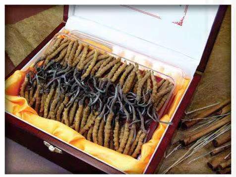 靖州冬虫夏草回收